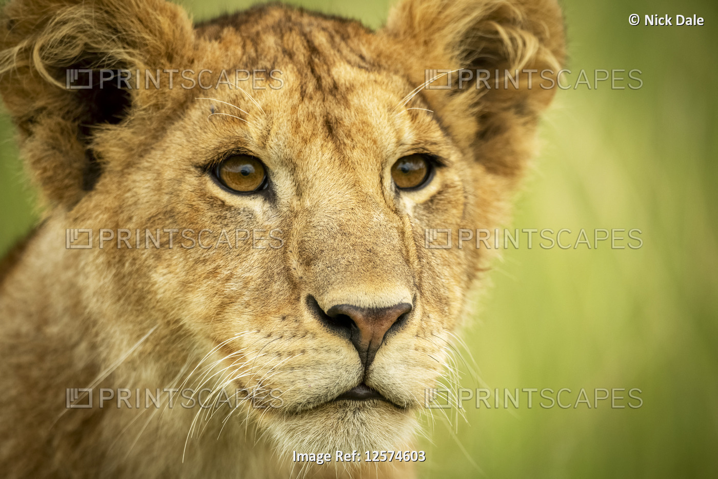 Close-up of lion cub (Panthera leo) head and shoulders, Grumeti Serengeti ...