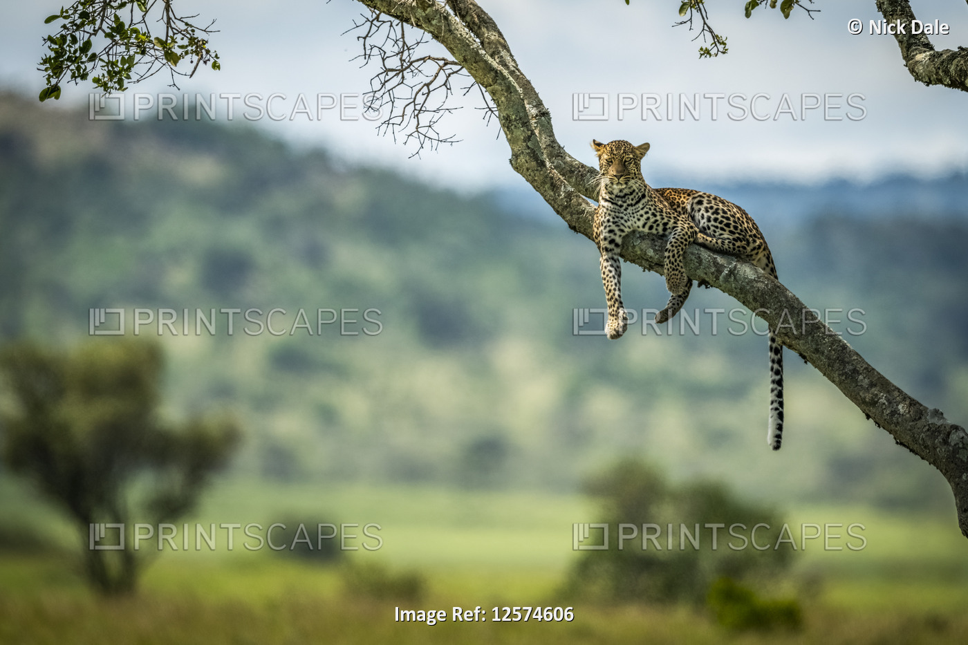 Leopard (Panthera pardus) lies on diagonal branch facing camera, Klein's Camp, ...