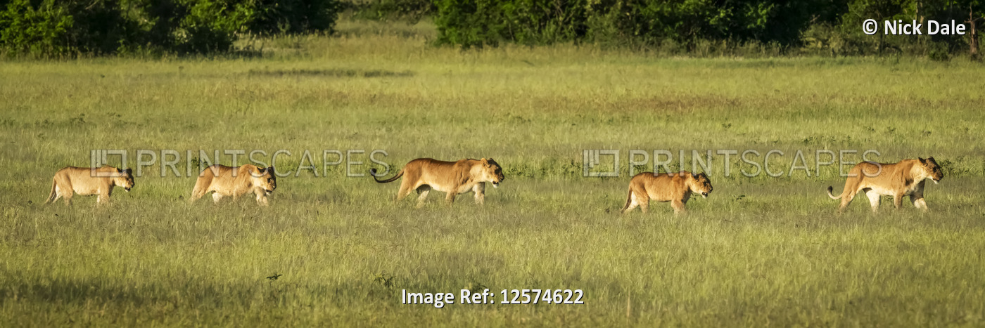 Panorama of two lionesses and three cubs (Panthera leo), Grumeti Serengeti ...