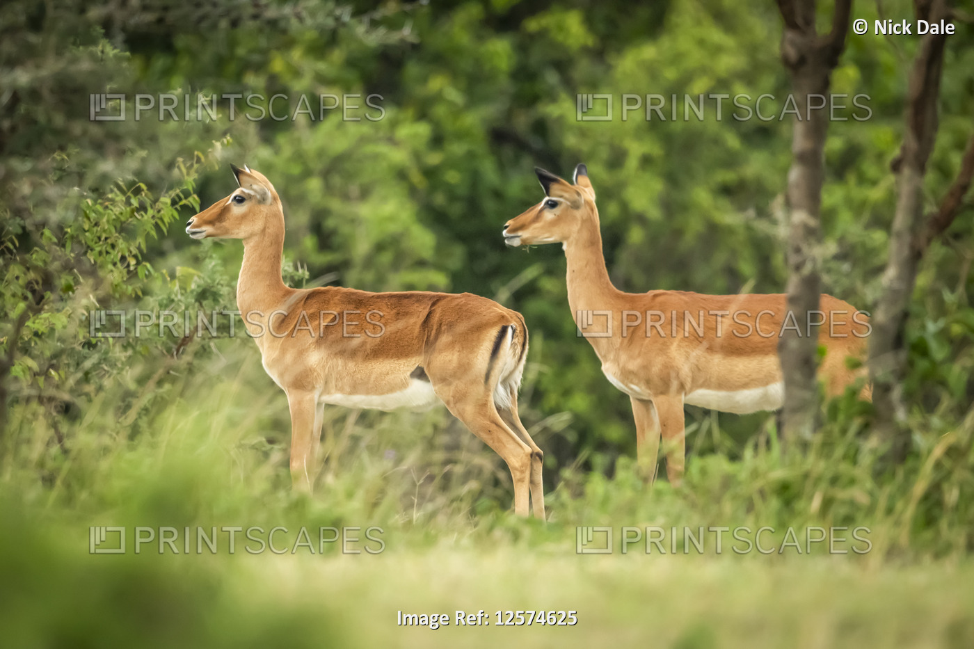 Two female impala (Aepyceros melampus) stand together looking left, Cottar's ...