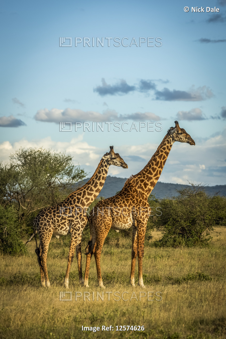 Two Masai giraffe (Giraffa camelopardalis tippelskirchii) stand in golden ...
