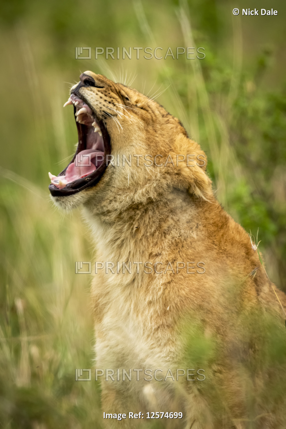 Close-up of lion cub (Panthera leo) yawning in grass, Grumeti Serengeti Tented ...