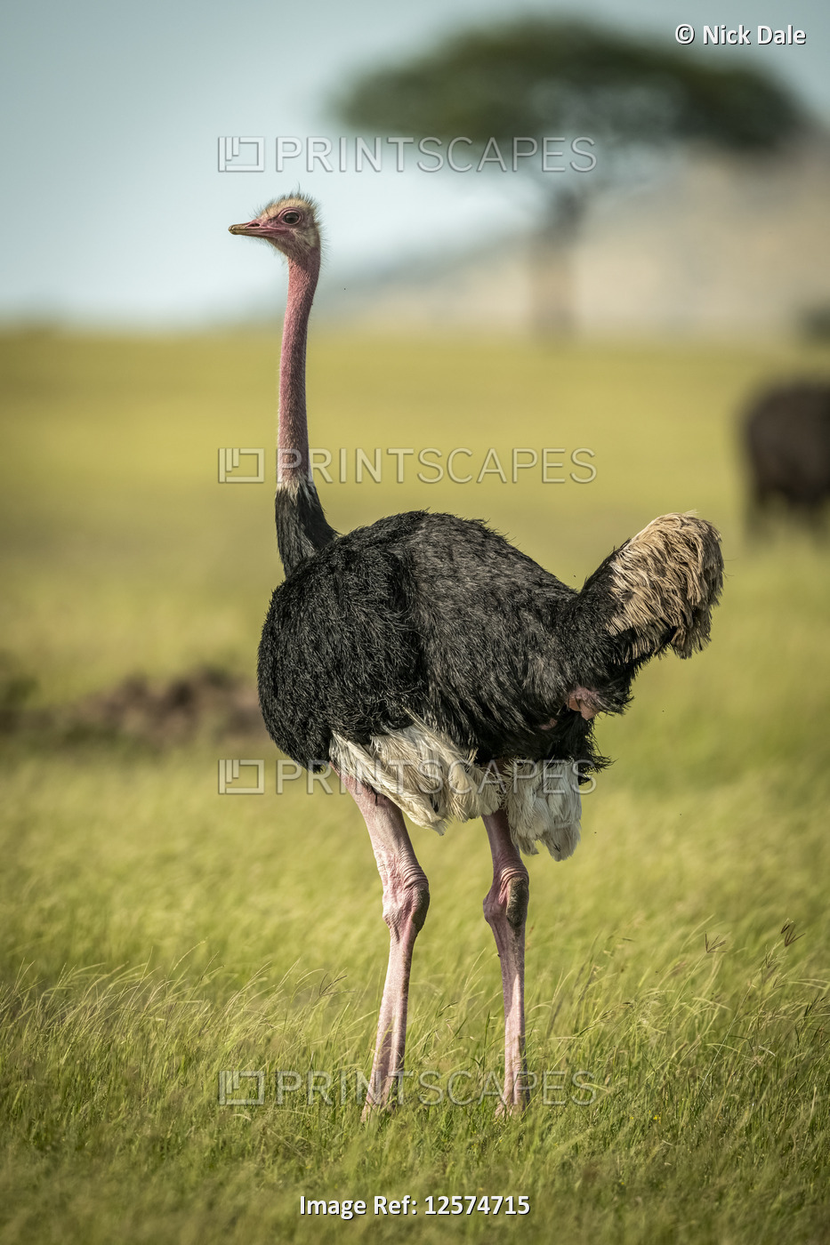 Common ostrich (Struthio camelus) stands in sunshine on savannah, Grumeti ...