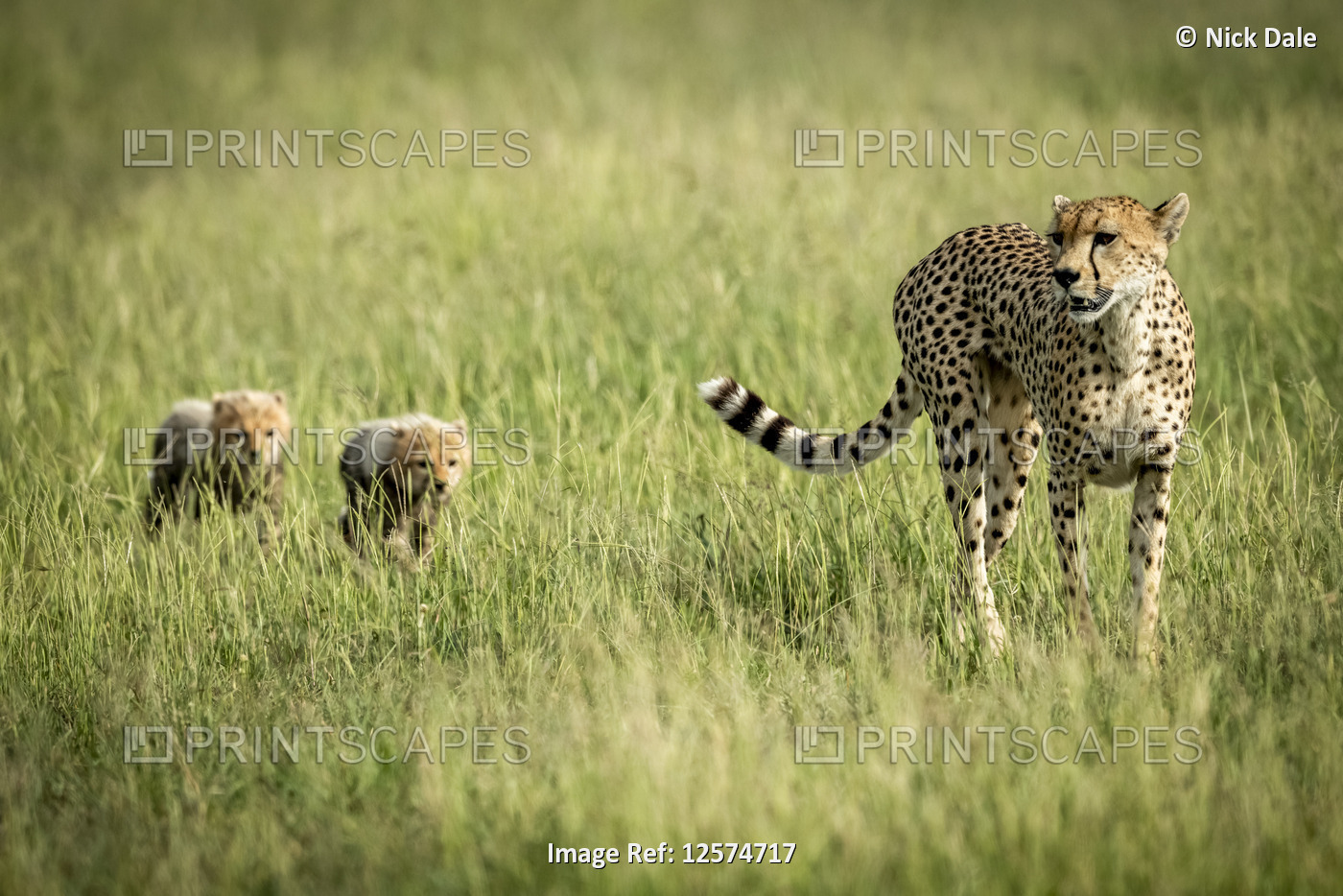 Female cheetah (Acinonyx jubatus) crosses grassland with two cubs, Grumeti ...