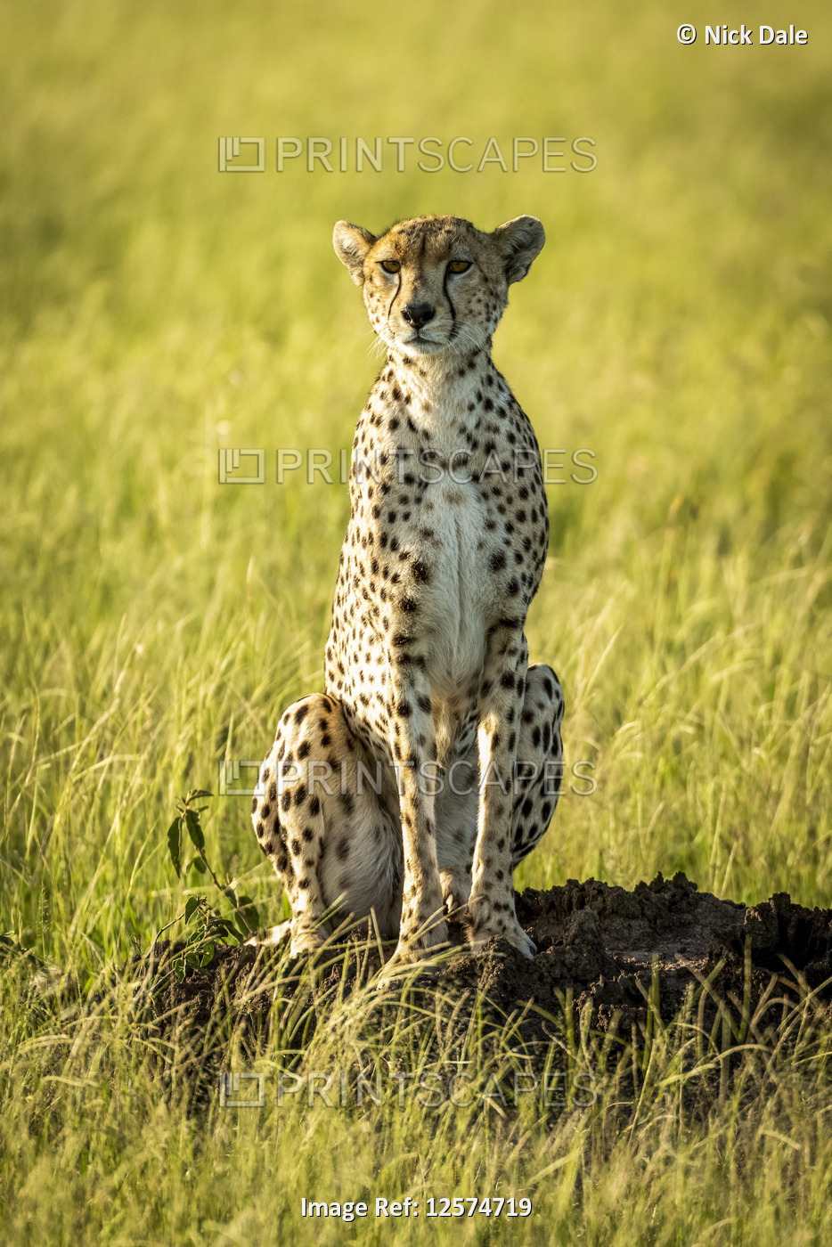 Female cheetah (Acinonyx jubatus) sits staring from termite mound, Grumeti ...