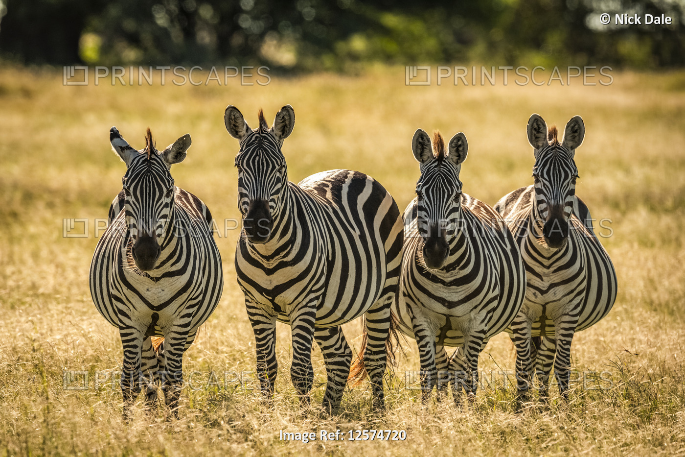Four plains zebra (Equus quagga) stand in long grass, Grumeti Serengeti Tented ...