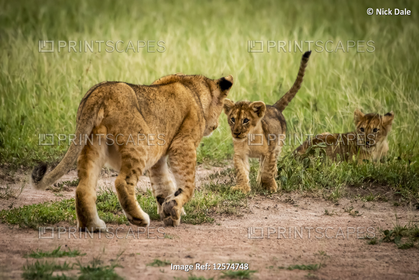 Lion cubs (Panthera leo) face off watched by another, Grumeti Serengeti Tented ...