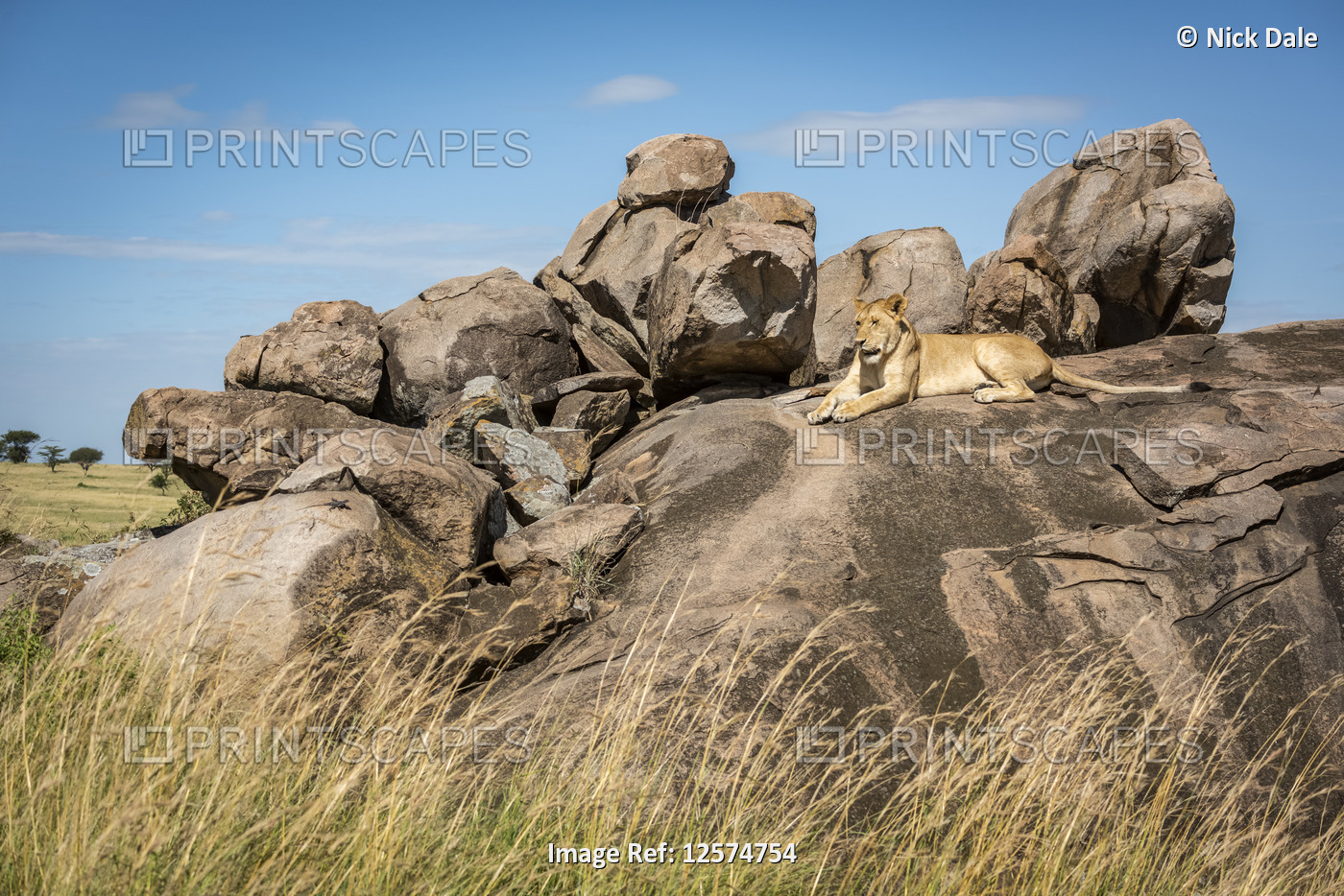 Lioness (Panthera leo) lies on kopje surrounded by grass, Klein's Camp, ...