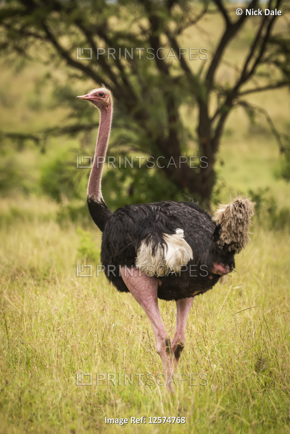 Male common ostrich (Struthio camelus) stands in long grass, Cottar's 1920s ...
