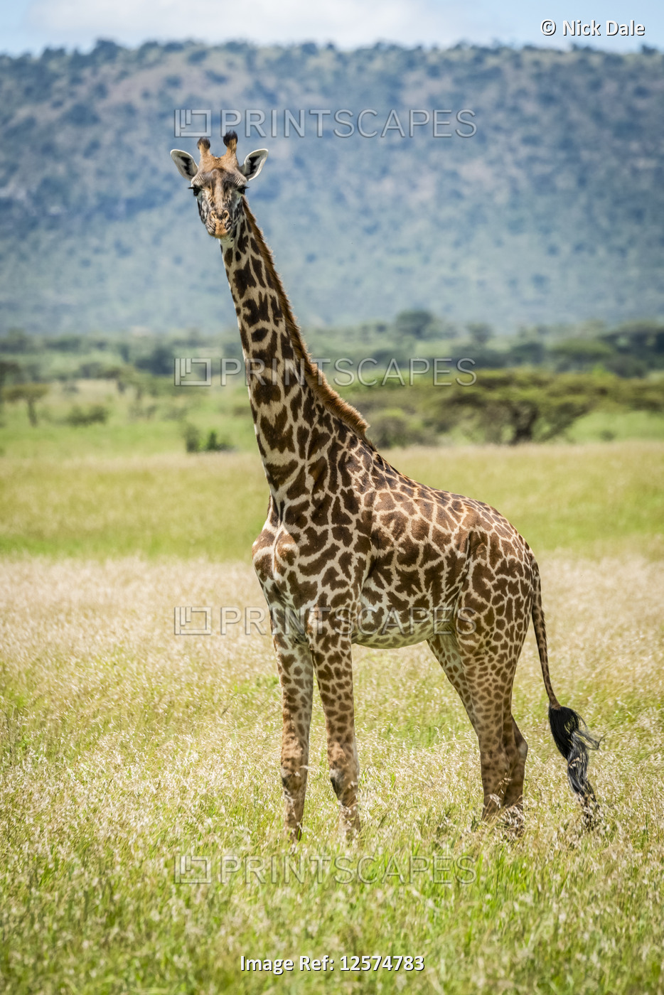 Masai giraffe (Giraffa camelopardalis tippelskirchii) pokes head out from bush, ...