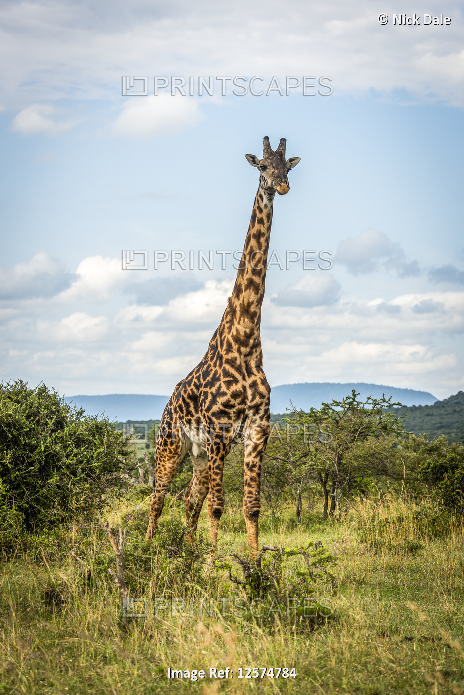 Masai giraffe (Giraffa camelopardalis tippelskirchii) stands on savannah eyeing ...