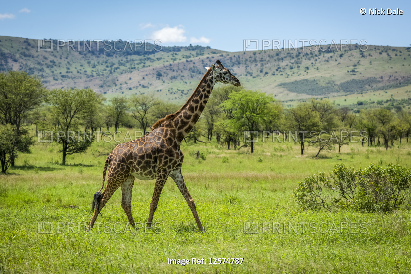 Masai giraffe (Giraffa camelopardalis tippelskirchii) walks through savannah in ...