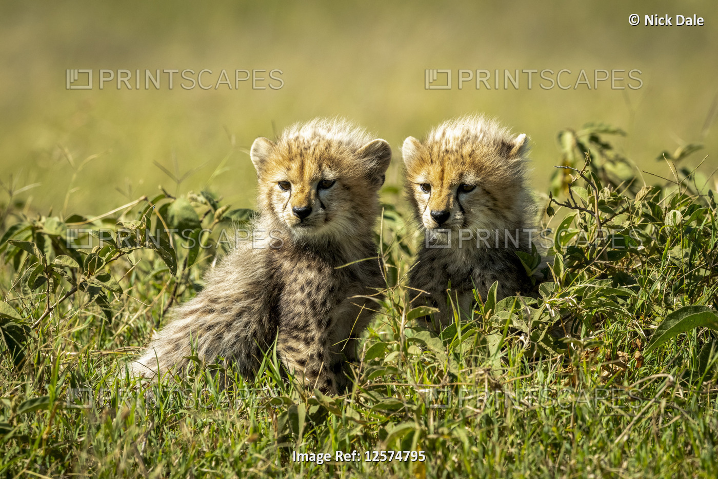 Two cheetah cubs (Acinonyx jubatus) sit among leafy bushes, Grumeti Serengeti ...