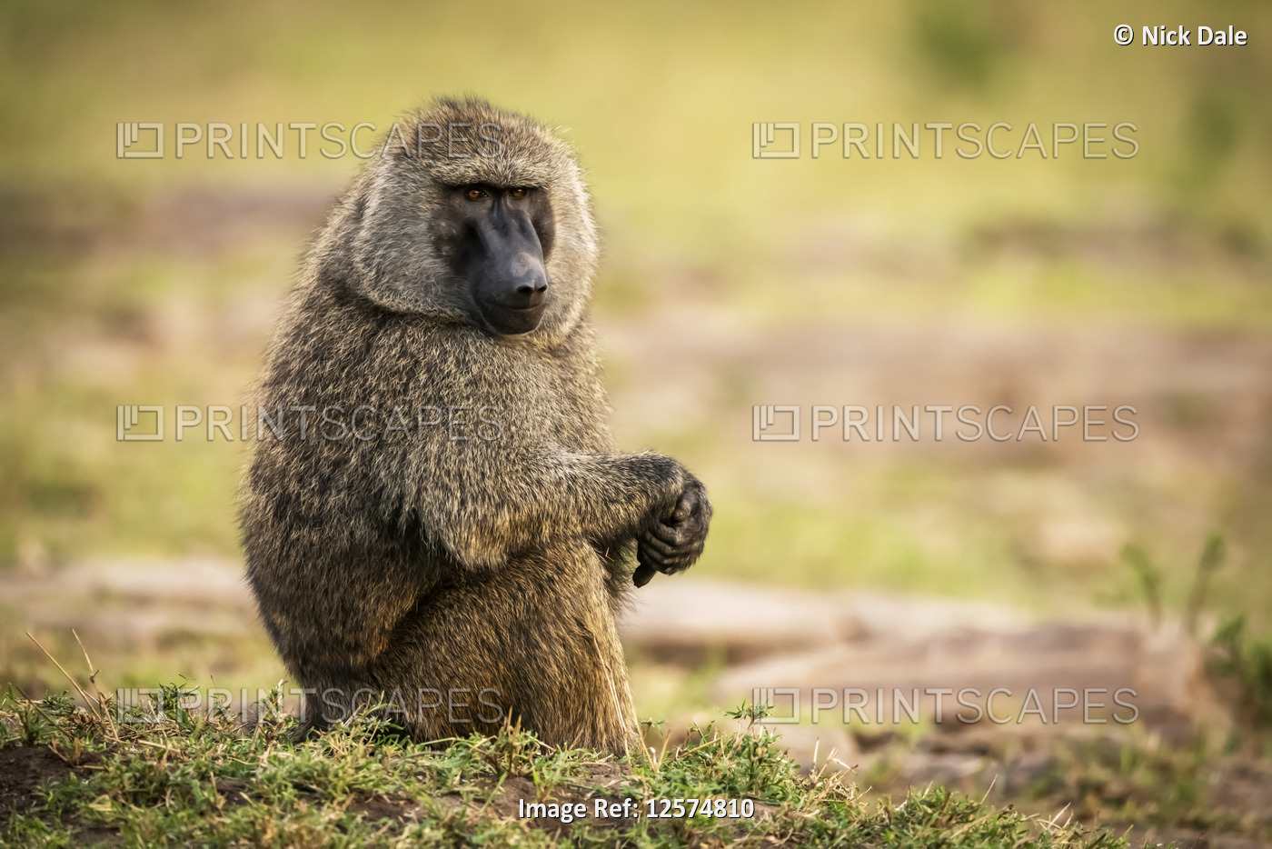 Olive baboon sits on grass clasping hands, Cottar's 1920s Safari Camp, Maasai ...