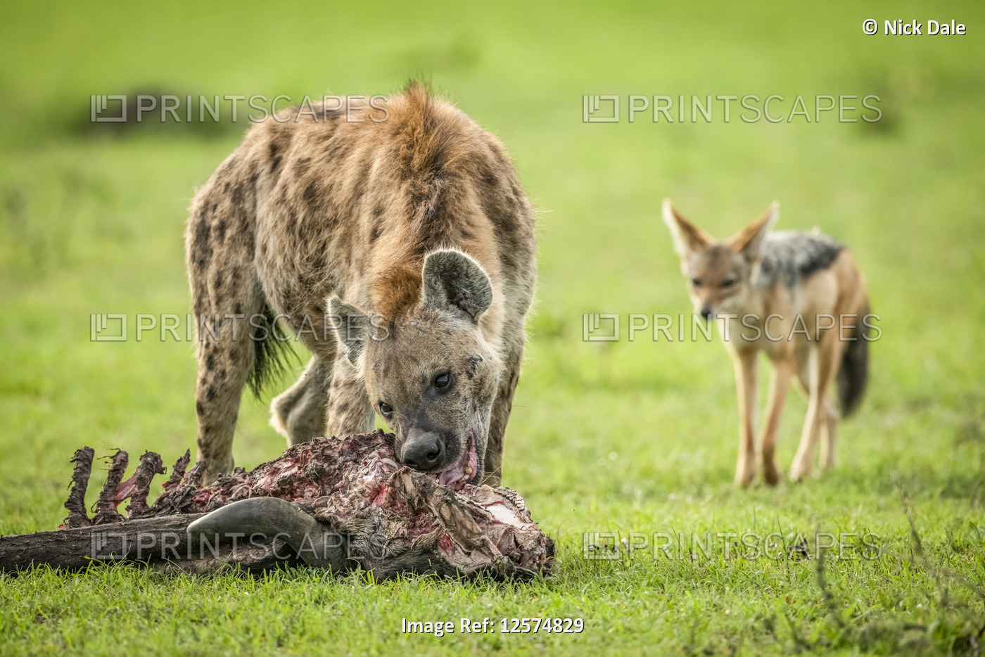 Spotted hyena (Crocuta crocuta) chews carcase watched by black-backed jackal ...