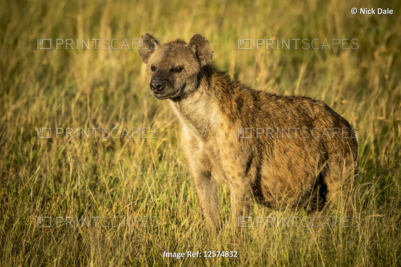 Spotted hyena (Crocuta crocuta) stands with catchlight in grass, Grumeti ...
