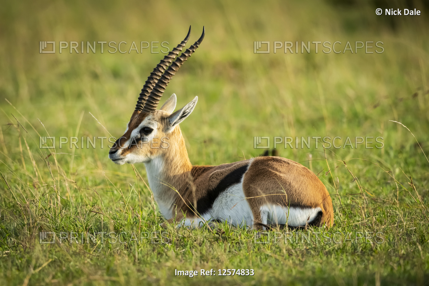 Thomson's gazelle (Eudorcas thomsonii) lies in grass facing left, Klein's Camp, ...