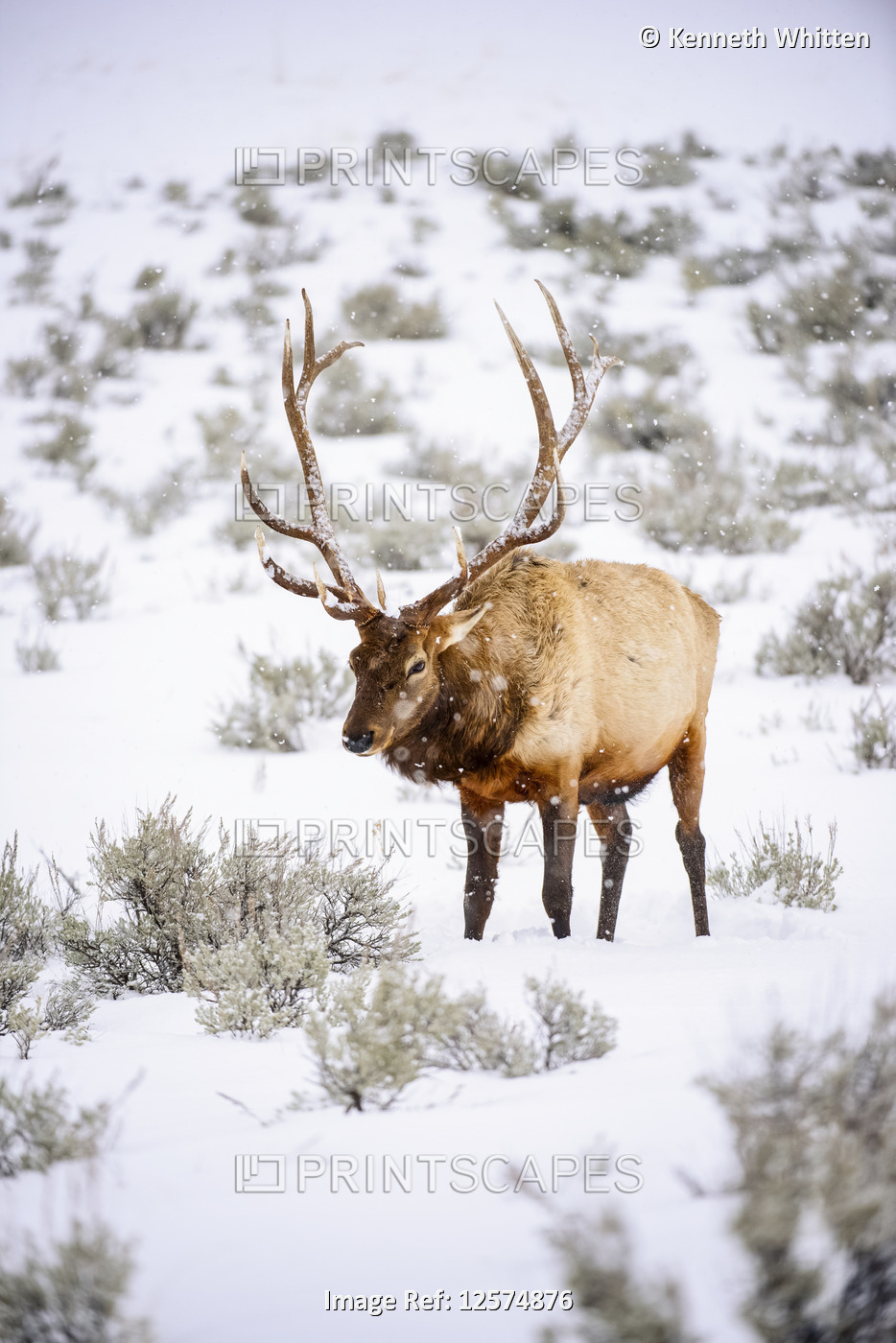 Bull elk with majestic antlers in snowstorm, Yellowstone National Park, Wyoming, USA