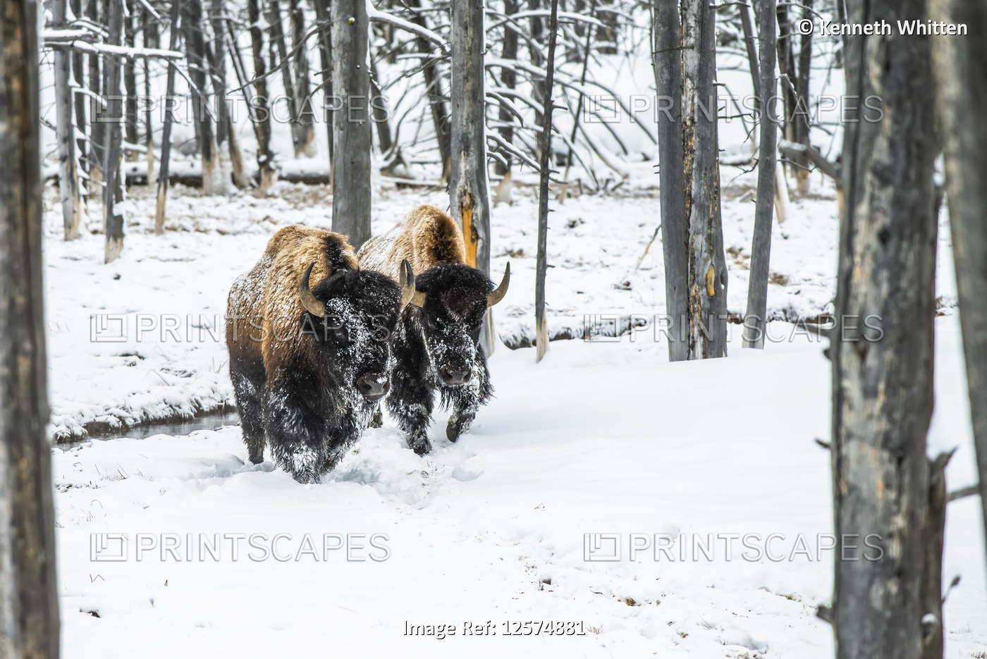 Pair of American Bison bulls in Yellowstone National Park, Wyoming, USA