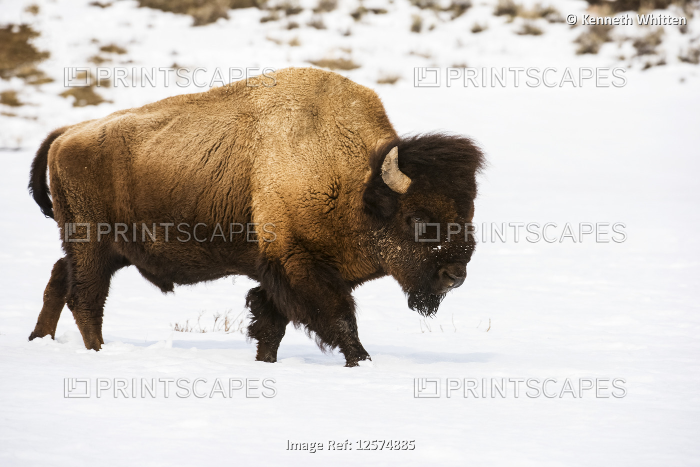 American Bison bull in snow, Yellowstone National Park, Wyoming, USA