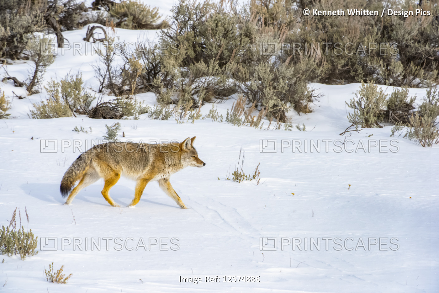 Coyote walking in snow, Yellowstone National Park, Wyoming, USA