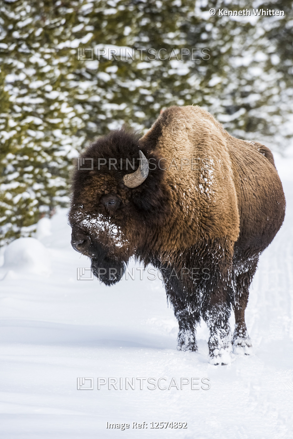 American Bison bull in snow, Yellowstone National Park, Wyoming, USA