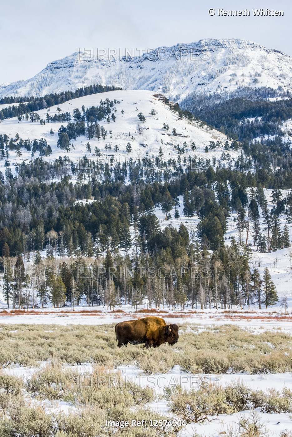 American bison grazing in a snowy meadow, Yellowstone National Park, Wyoming, USA