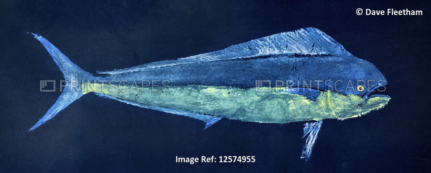 A fish print of a mahi-mahi also known as a dorado or dolphin fish. Gyotaku is ...
