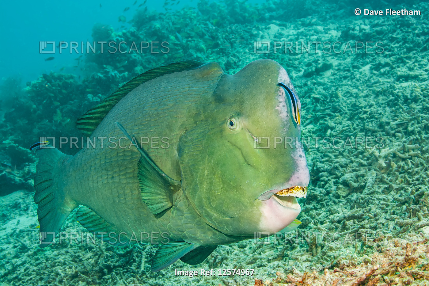 Cleaner wrasse (Labroides dimidiatus) inspecting a bumphead parrotfish ...