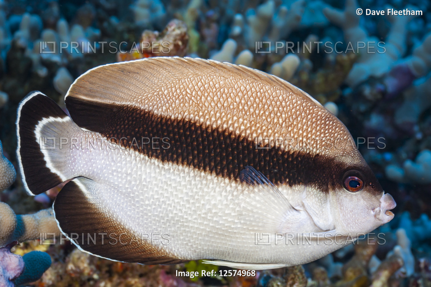 Bandit angelfish (Holacanthus arcuatus) are found only in Hawaii. In the ...