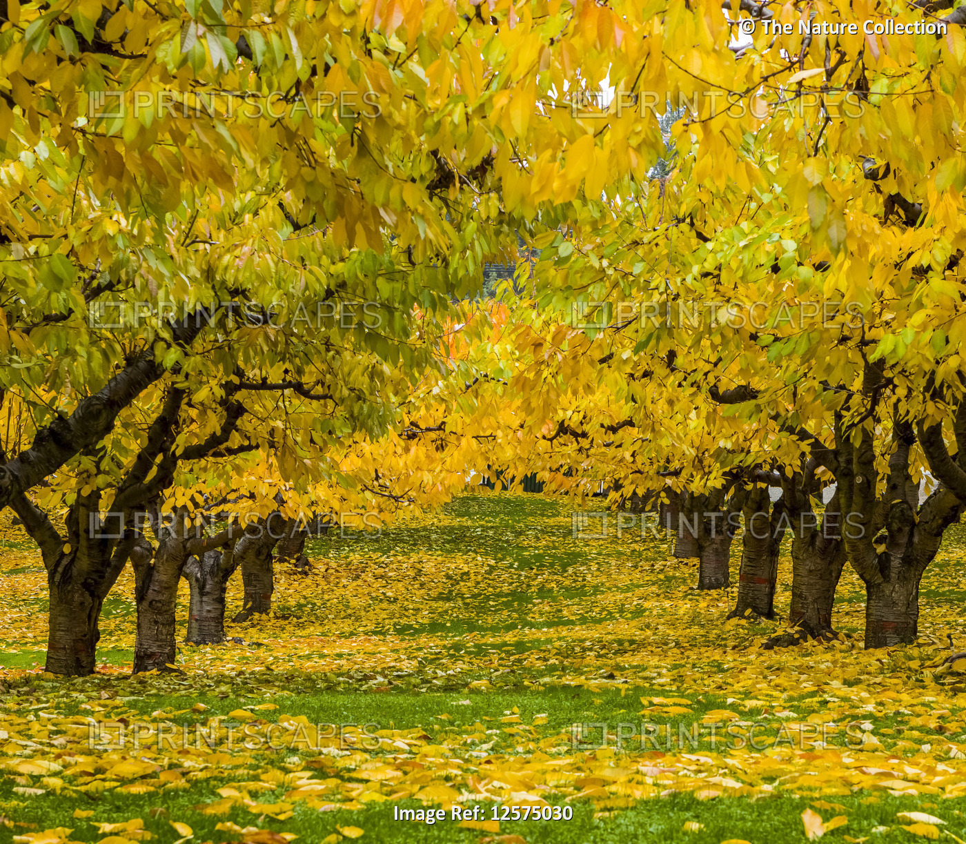 Cherry trees in an orchard in autumn with foliage in bright autumn colours, ...