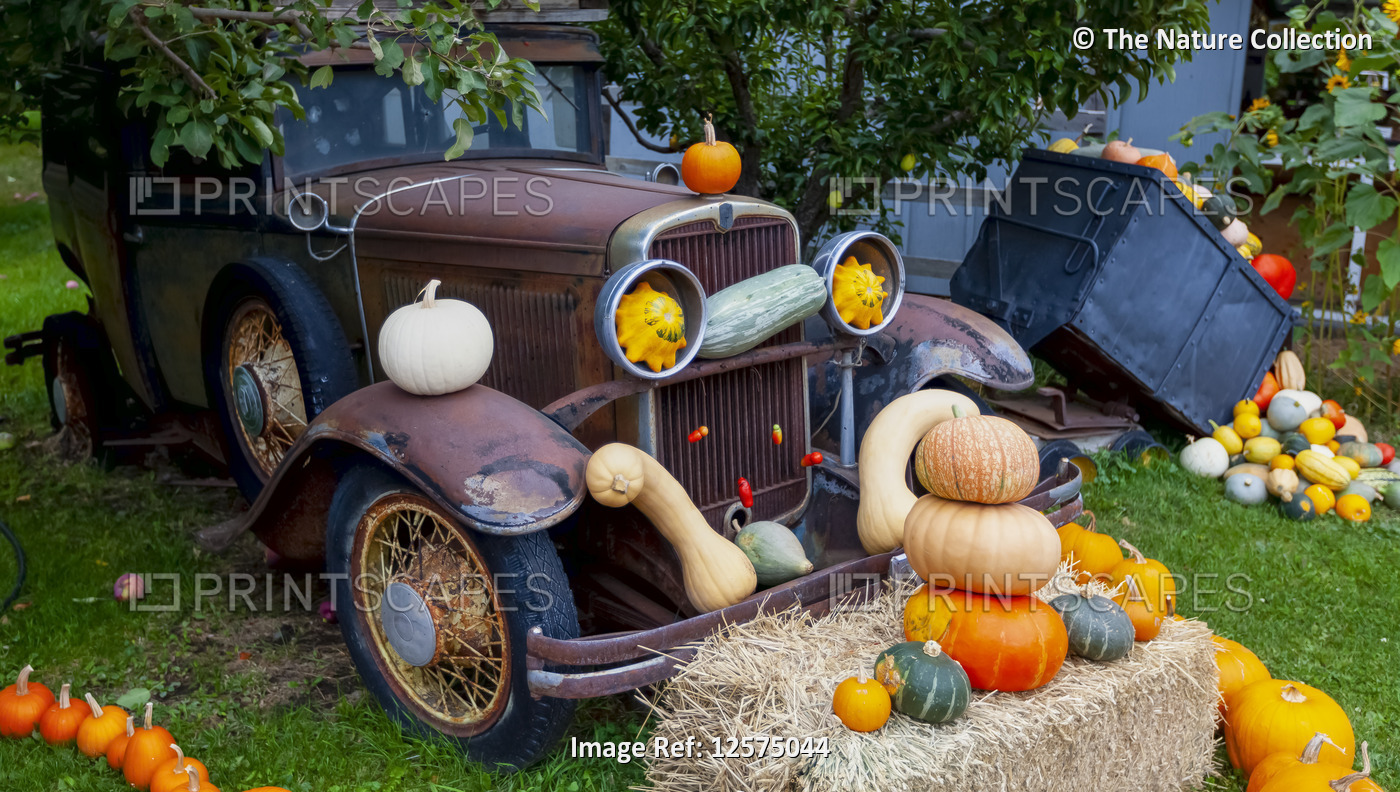 Pumpkin display with old vehicle decorating a yard; Canada