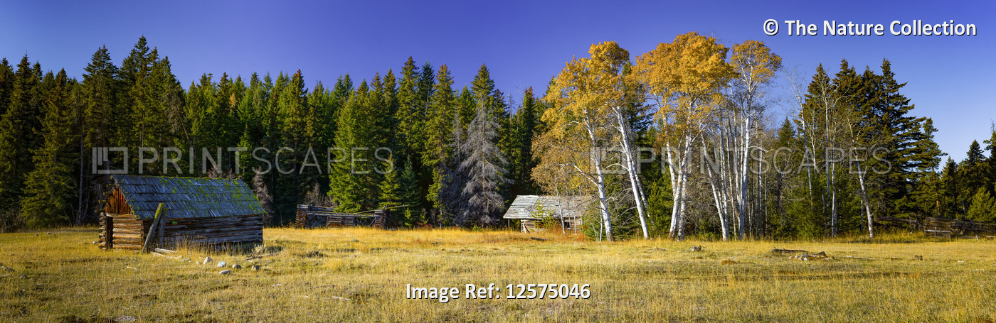 Panorama of an old building in an aspen grove in autumn; Canada