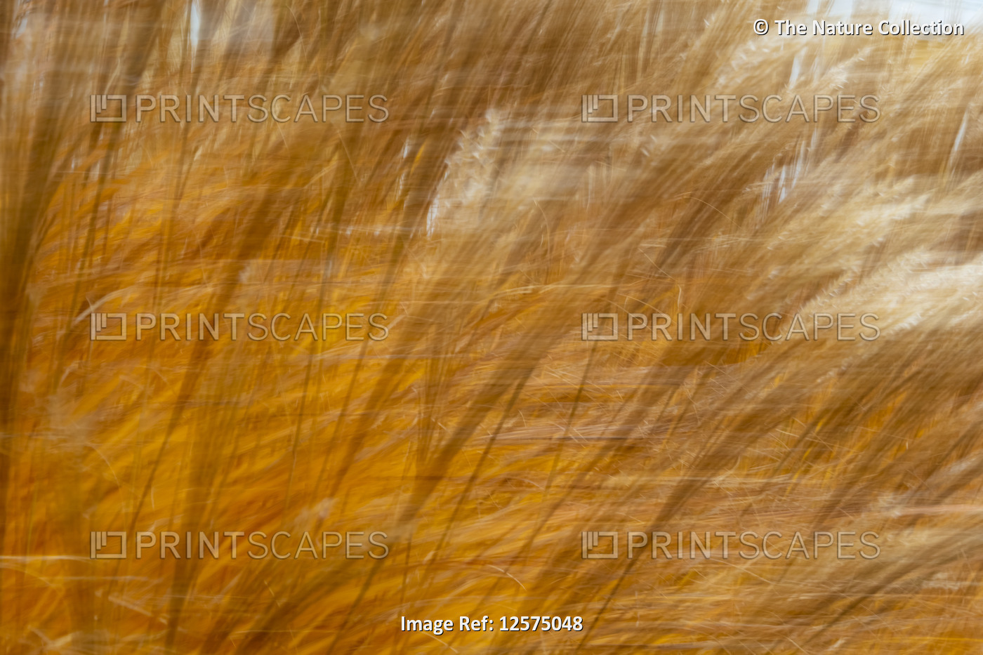 Golden grasses blowing in the wind; Canada