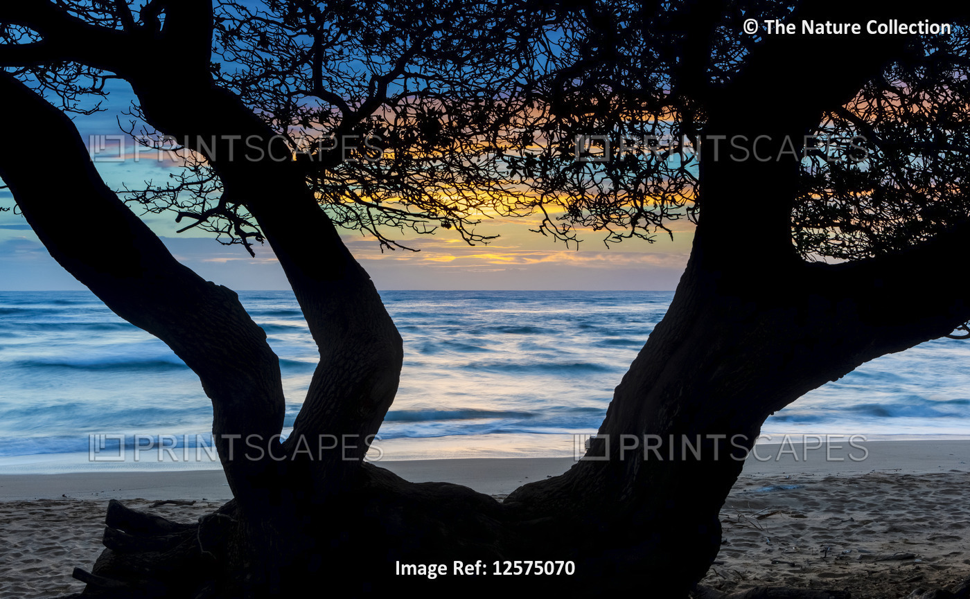 Sunrise over the ocean from the coast of Kauai with a silhouetted tree on ...