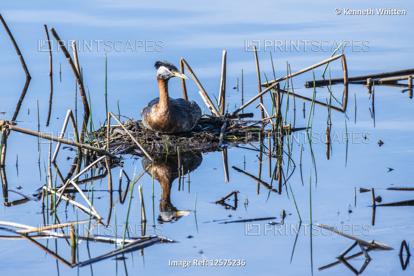 Red-necked Grebe settles on its eggs in a nest anchored in cattails in a pond, Alaska, USA