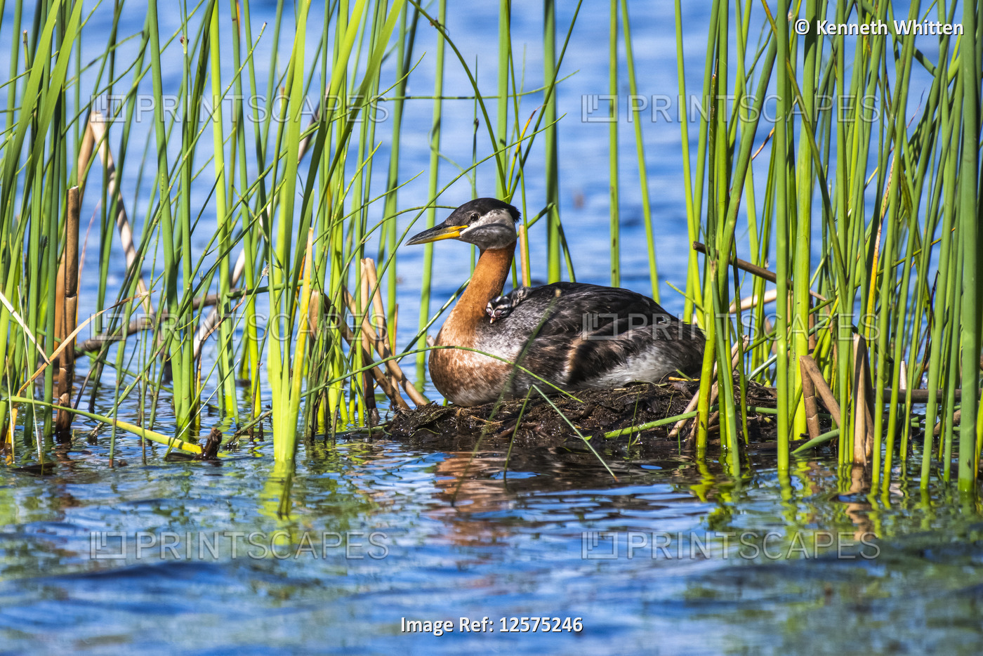 Red-necked Grebe with newly-hatched chick on in a nest anchored in cattails in a pond, Alaska, USA