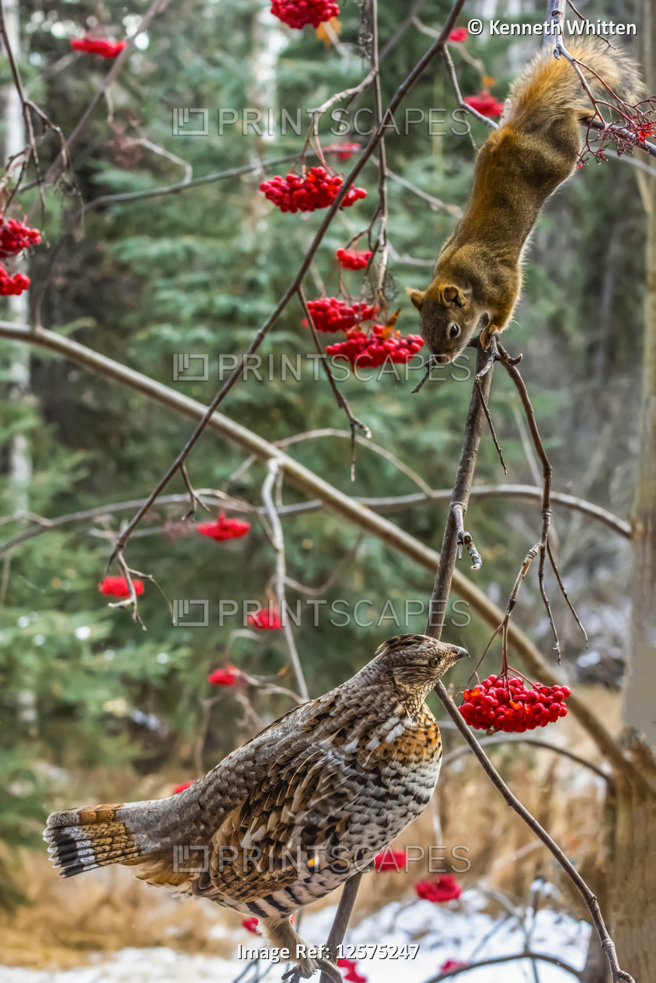Ruffed Grouse and Red Squirrel approach each other on the branch of a Mountain Ash tree, Alaska, USA