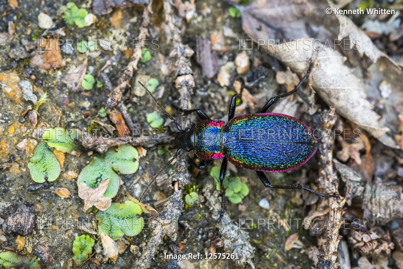 Iridescent-coloured Rainbow Beetle