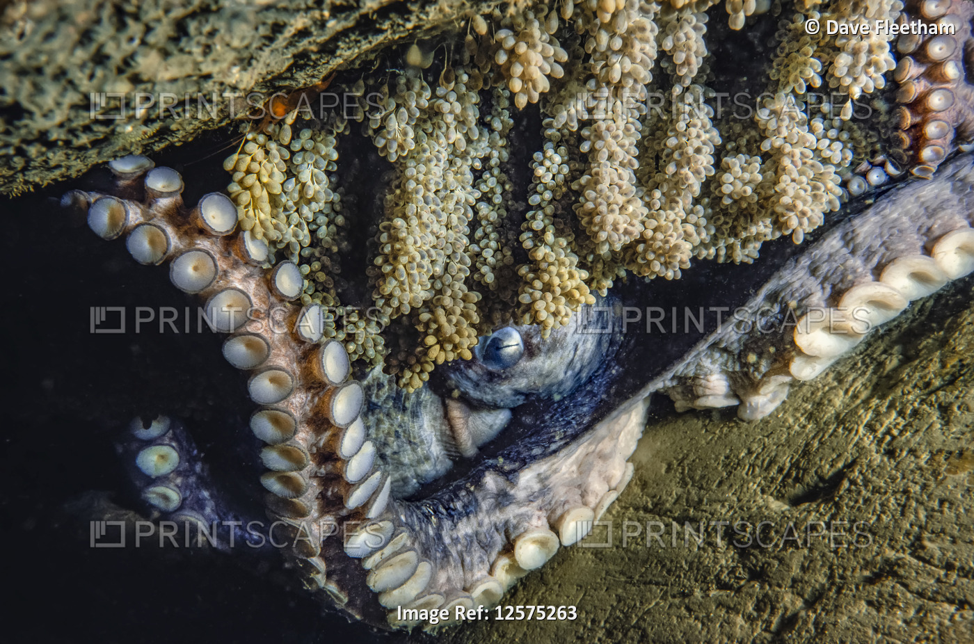 This female Giant Pacific octopus (Enteroctopus dolfleini), or North Pacific ...