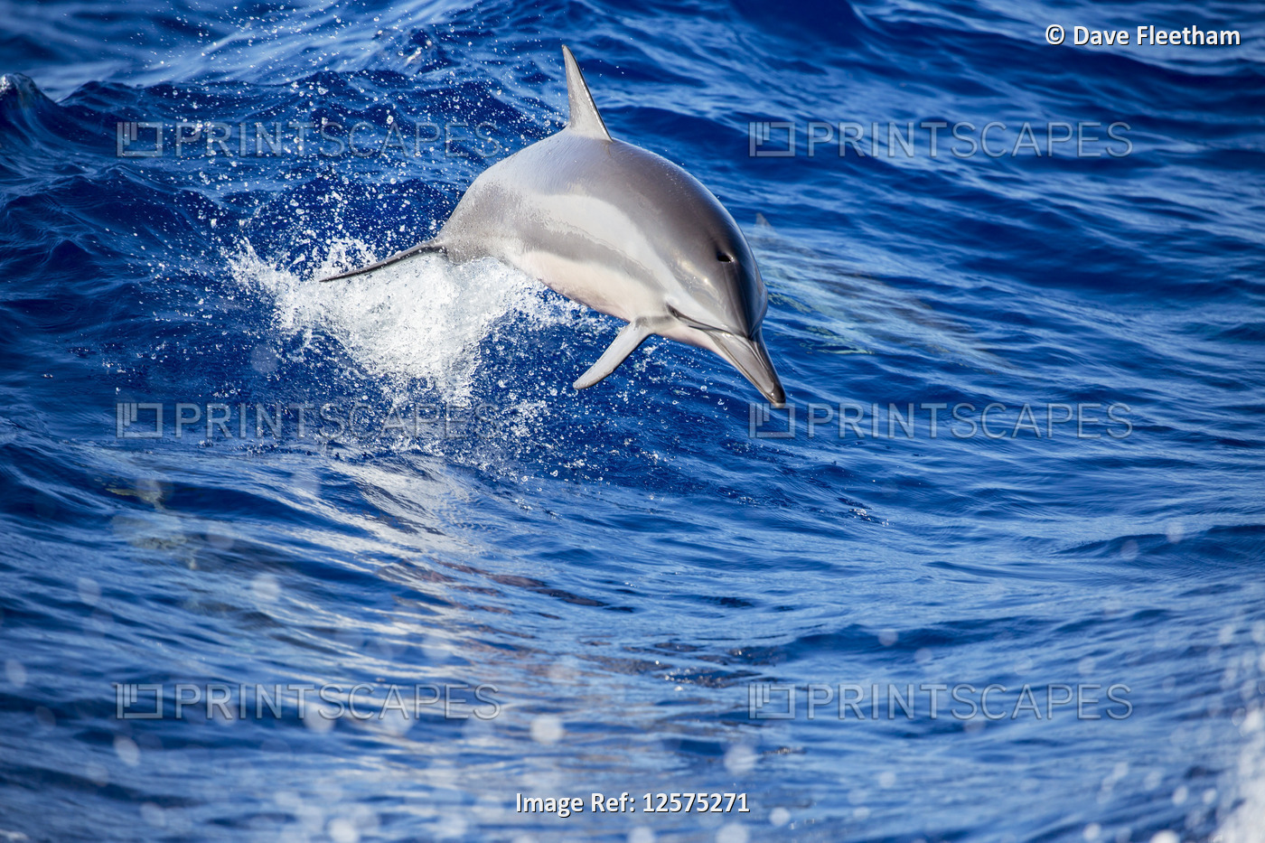 A spinner dolphin (Stenella longirostris) jumping out of the Pacific Ocean off ...