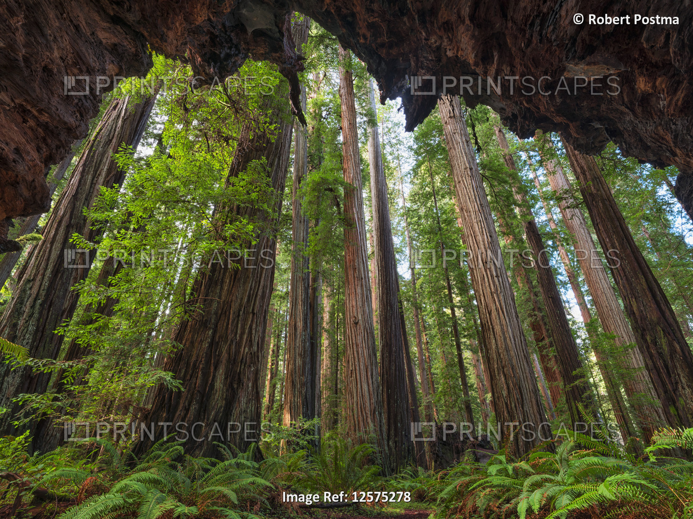 The Redwoods of northern California are an amazing place to explore. The trees ...