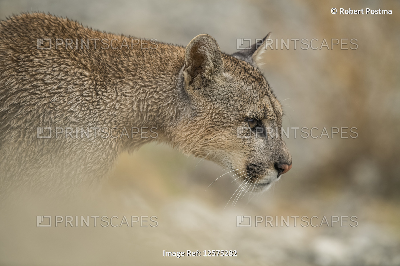 Side view of a Puma in Southern Chile; Chile
