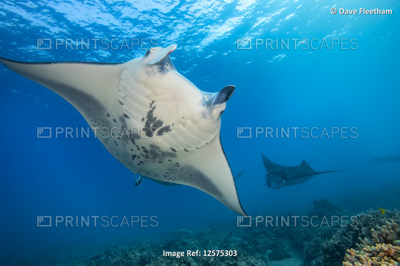 Reef manta rays (Manta alfredi) cruise over the shallows off Ukumehame in a ...