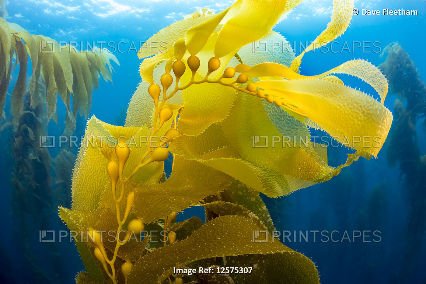 Sunlight through a forest of giant kelp (Macrocystis pyrifera) off Santa ...