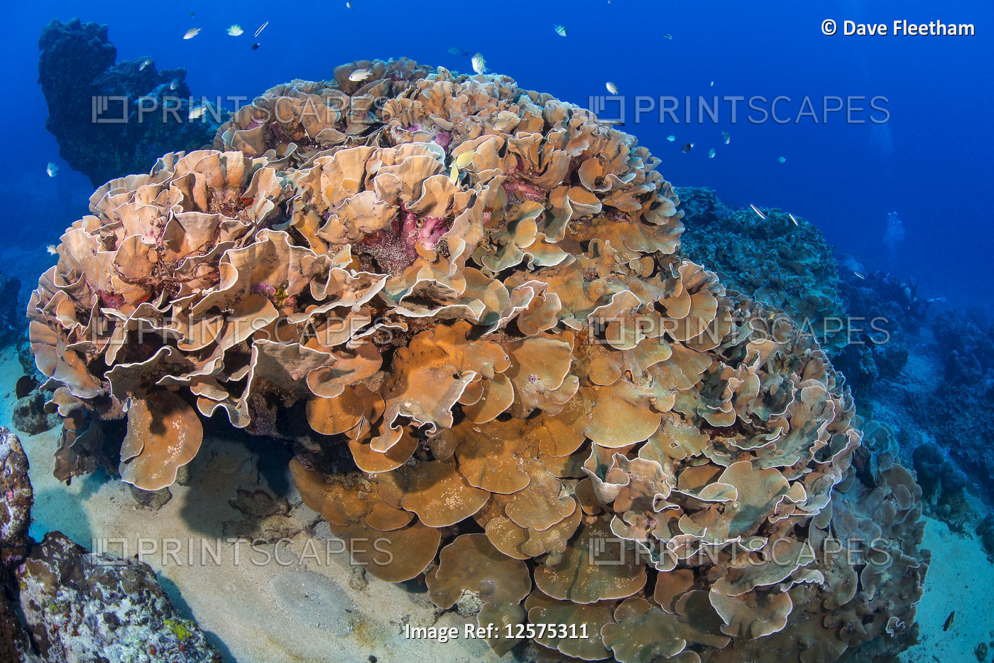 This delicate lettuce coral colony (Pachyseris speciosa) is located in Goofnuw ...