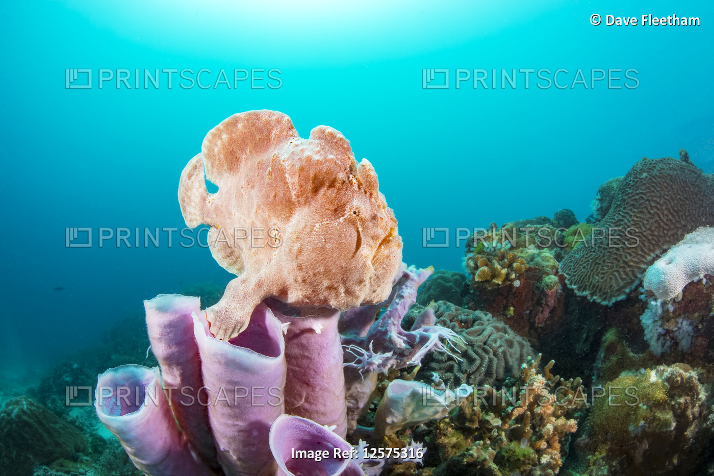 A Commerson's frogfish (Antennarius commersoni) perched on a tube sponge; ...