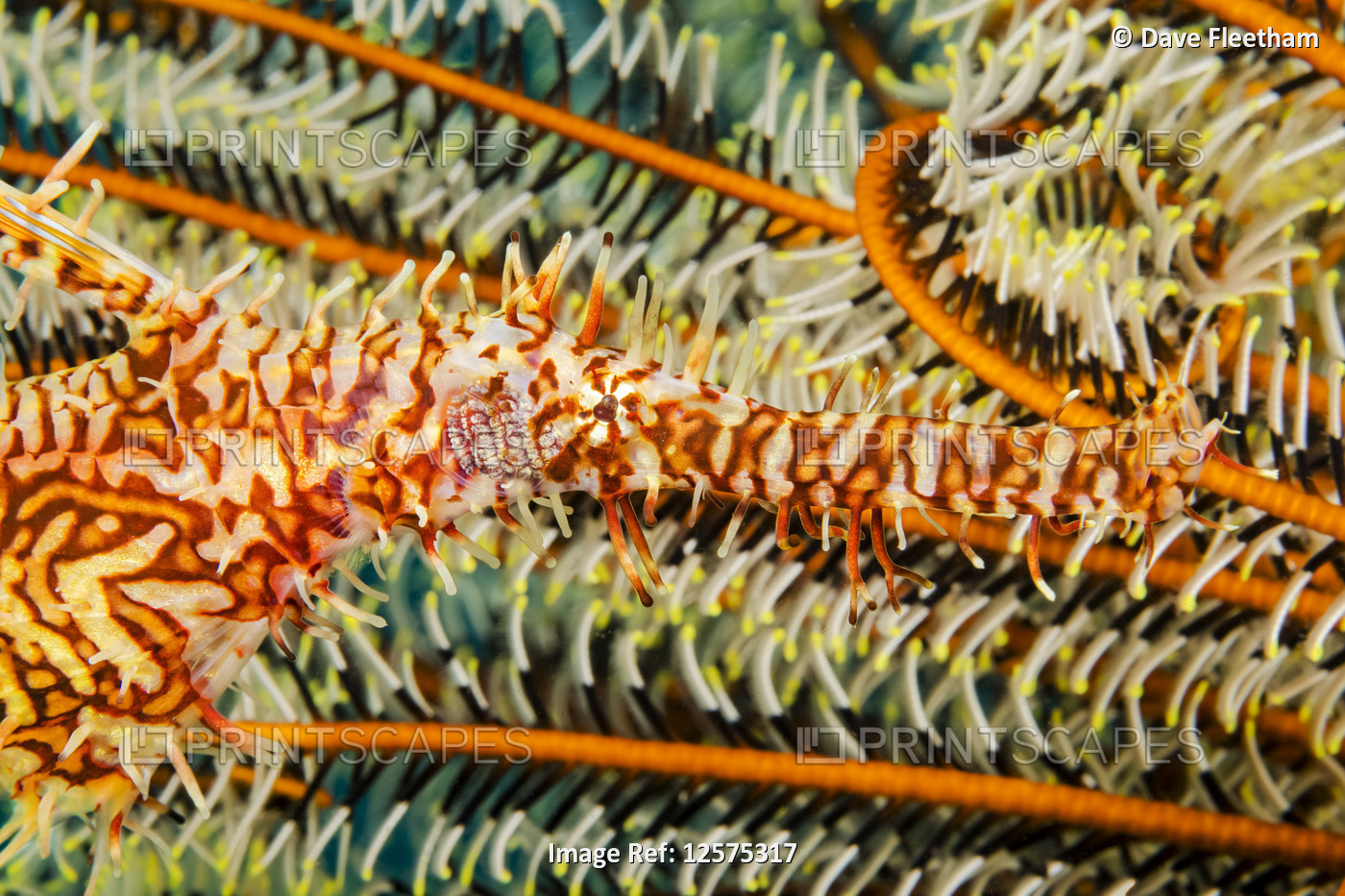 An ornate ghost pipefish, also known as a harlequin ghost pipefish ...