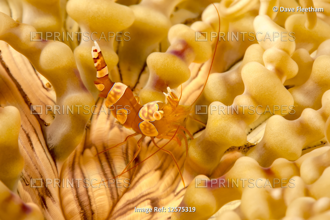 A close look at a squat shrimp (Thor amboinensis), on a beaded anemone ...