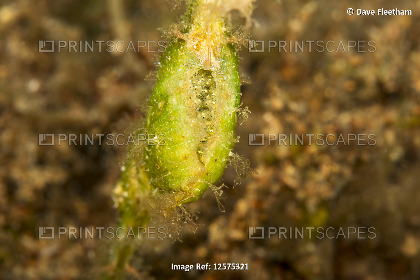 The egg pouch of a female roughsnout ghost pipefish (Solenostomus paegnius) are ...